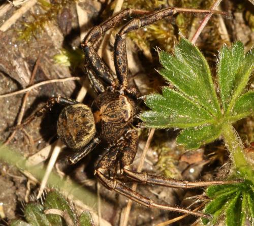 Xysticus sp.